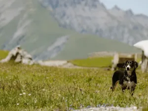 Hund Engstligenalp