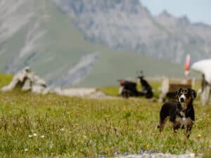 Hunde Engstligenalp
